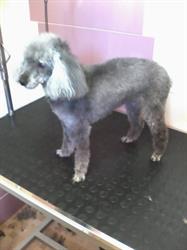 Horario de apertura Peluqueria Canina Didí, Miguelturra