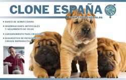 Horario de apertura CLONE A - ESPAÑA, Cassà de la Selva