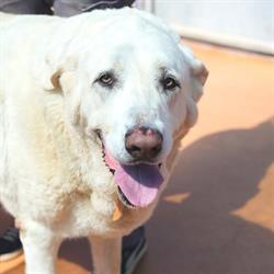 Horario de apertura Sociedad Protectora de animales de Mataró, 
