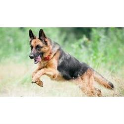 Horario de apertura Perros y Cosas, Trapaga-Causo