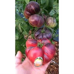 Horario de apertura Tomate Rabiteño Sabor Intenso, Alcalá la Real
