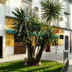 Horario de apertura Café Bar, Priego de Córdoba