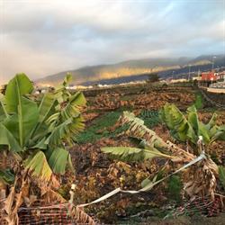 Horario de apertura Guachinche el Laurel, La Orotava