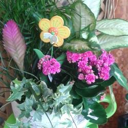 Horario de apertura Flores y Plantas J.V., Sevilla la Nueva