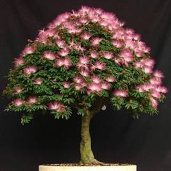 Horario de apertura Farmacia Ortopedia Árbol de la Seda, Almería