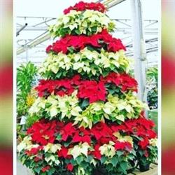 Horario de apertura Floristería Aigon, La Coronada