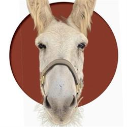 Horario de apertura Donkey Dreamland, Mijas