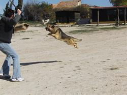Horario de apertura Chuchos Adiestrador Canino, El Esparragal