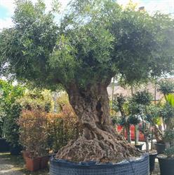 Horario de apertura Centro De Jardinería Santvivero, Corredoria