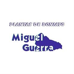 Horario de apertura Plantas de Boniato - Miguel Guerra, El Morche
