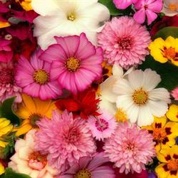 Horario de apertura Floristeria Talia, San Javier