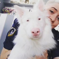 Horario de apertura Adela Zúñiga Peluquería canina, Hervás
