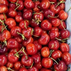 Horario de apertura Fruites Mariona, Sabadell