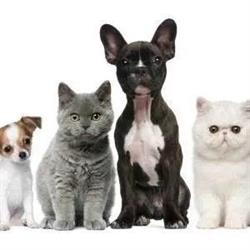 Horario de apertura Clinica Veterinaria Rivero Aparicio, Aracena