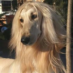 Peluquería Canina Iru en Barcelona (Gràcia) - Horario de apertura