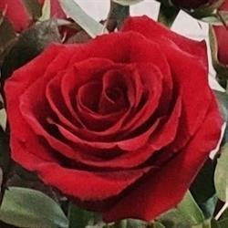 Flores Lliso en Valencia (Extramurs) - Horario de apertura