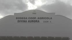 Horario de apertura Bodega divina aurora coop, Beneixama