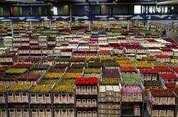 Horario de apertura Quality Plant Comercio al por mayor de flores y plantas, Chipiona