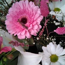 Horario de apertura Floristería Flormania, Vila-Real