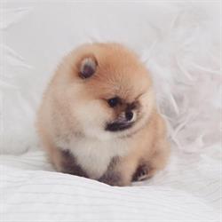 Horario de apertura Pomeranian Beauty SL, Rivas-Vaciamadrid