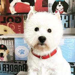 Horario de apertura Peluqueria Canina Todo Westie, Alcorcón