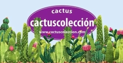 Horario de apertura Cactus Colección, Badajoz