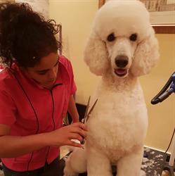 Horario de apertura Peluquería canina Adriana Medina, San Martín de la Vega