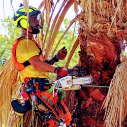 Horario de apertura Sector arbol, Bellvei