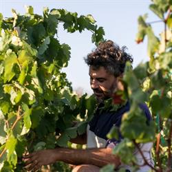 Horario de apertura Vins Ca'n Verdura Viticultors, Binissalem