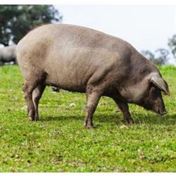 Horario de apertura DELEITE IBÉRICO - Jamones, embutidos y carnes ibéricas, Fuentes de León