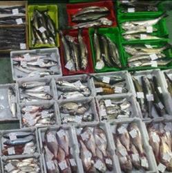 Horario de apertura Restaurante Marisquería La Marina, Llanes