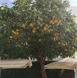 Horario de apertura Cafetería Casa Barella, La Cala de Mijas