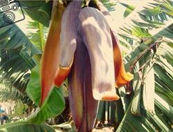 Horario de apertura bananaECOplantation, La Orotava