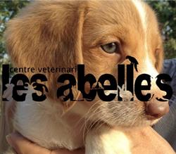 Horario de apertura Centre Veterinari les Abelles, Puig-Reig