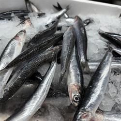 Horario de apertura Pescadería El Pósito, Santisteban del Puerto