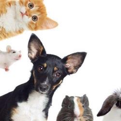 La Casa de las Mascotas en Málaga (Distrito Centro) - Horario de apertura
