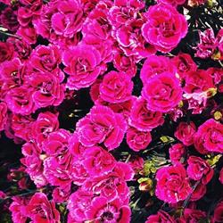 Horario de apertura Flors Olivia, Sant Joan de Vinyafrescal