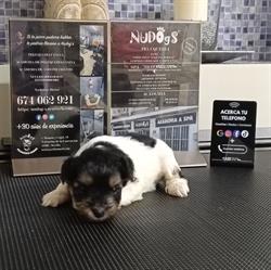 Horario de apertura Peluqueria canina Nudog's, Valencina de la Concepción