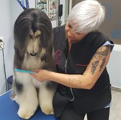 Horario de apertura Peluqueria Canina Carmen Ruiz, Tres Cantos