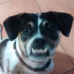 Horario de apertura Peluqueria Canina Peludikos, Elda