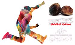 Horario de apertura Exclusive Seeds, Terrassa