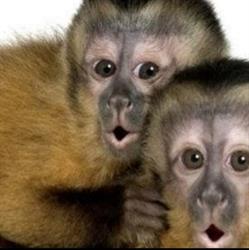 Horario de apertura Monkey's Cash, Elche