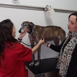 Horario de apertura Consultori Veterinari Montse Sala, Sant Boi de Llobregat