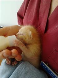 Horario de apertura Centro Veterinario Sana Sana, Cacheiras