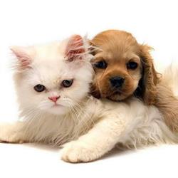 Horario de apertura Centro Veterinario Capri, Las Palmas de Gran Canaria