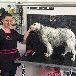 Horario de apertura K9 cuts by Lindsay, Catral