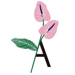 Horario de apertura Anthurium, Cardedeu