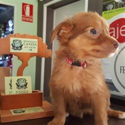 Horario de apertura Hotel de Mascotas El Bosque, Narón