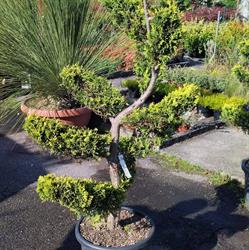 Horario de apertura Dosanveira Servicios De Jardineria, Pola de Siero