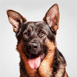 Horario de apertura ConductCan, educación canina y residencia para perros Barcelona, El Pla
